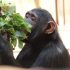 Notizie di Rambo: il giovane scimpanzé oggi nel Centro di LWIRO in Congo