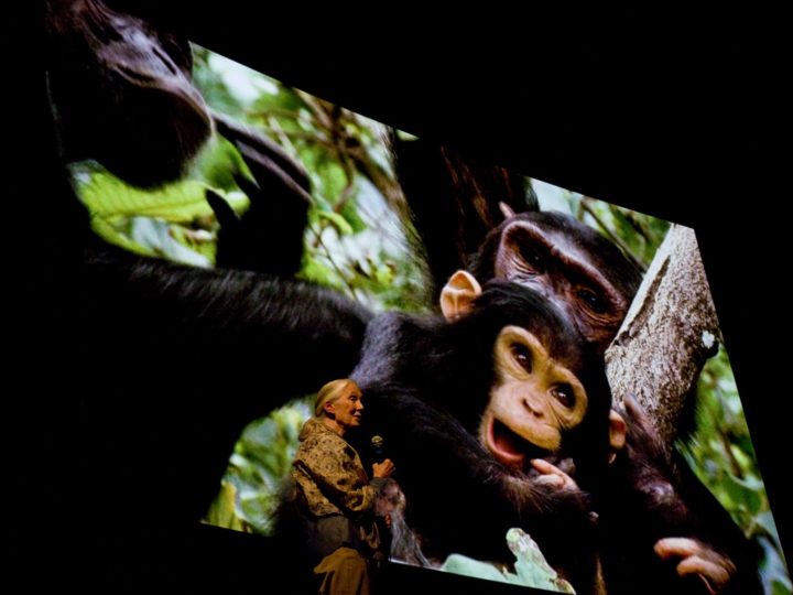 Dichiarazione sull’uccisione di scimpanzé nello zoo svedese EAZA Furuviksparken