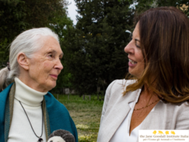 Gombe ’60: Jane Goodall in arrivo in Italia