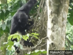 Forse non sapete… 10 cose che mangiano gli scimpanzé