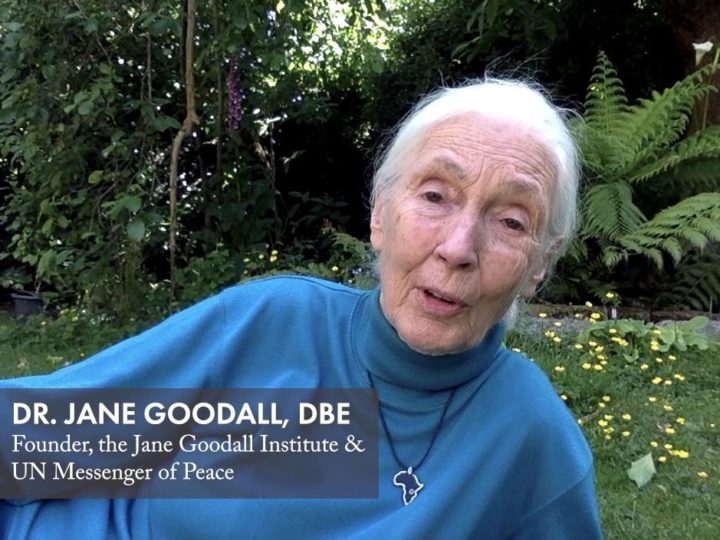 Jane Goodall per la Giornata Mondiale dell’Ambiente 2020