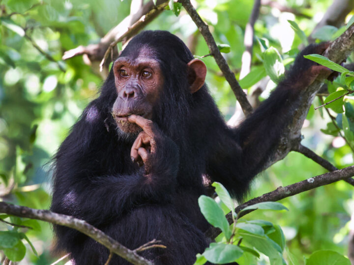 Gli scimpanzé fanno un uso tattico delle zone elevate del loro territorio