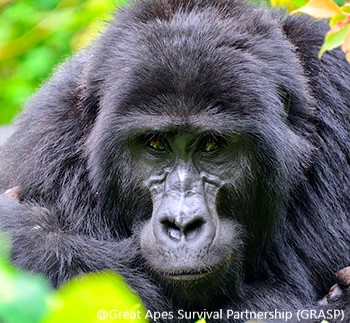 Il caso del gorilla Riù. Jane Goodall Institute Italia: sollecitiamo ok a proposta di decreto per gestione in cattività delle grandi scimmie antropomorfe
