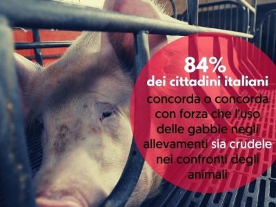 Sondaggio: per la maggioranza degli italiani è crudele l’uso delle gabbie negli allevamenti intensivi