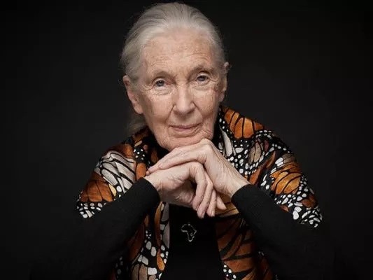 Jane Goodall: “Salvando i miei scimpanzé, salveremo anche l’umanità”