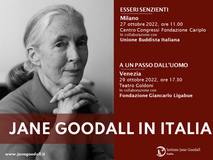 Jane Goodall in Italia: “Esseri senzienti” e “A un passo dall’uomo”