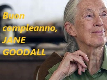 3 Aprile 2023: BUON COMPLEANNO, cara Jane Goodall, da parte di tutti noi!
