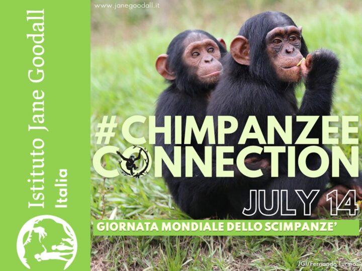 #Chimpanzee Connection: giornata mondiale degli scimpanzé 2023, clima e foreste