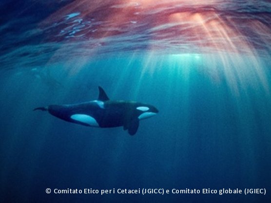 Il Jane Goodall Institute è profondamente rattristato per la morte di Tokitae, un’orca di 57 anni.