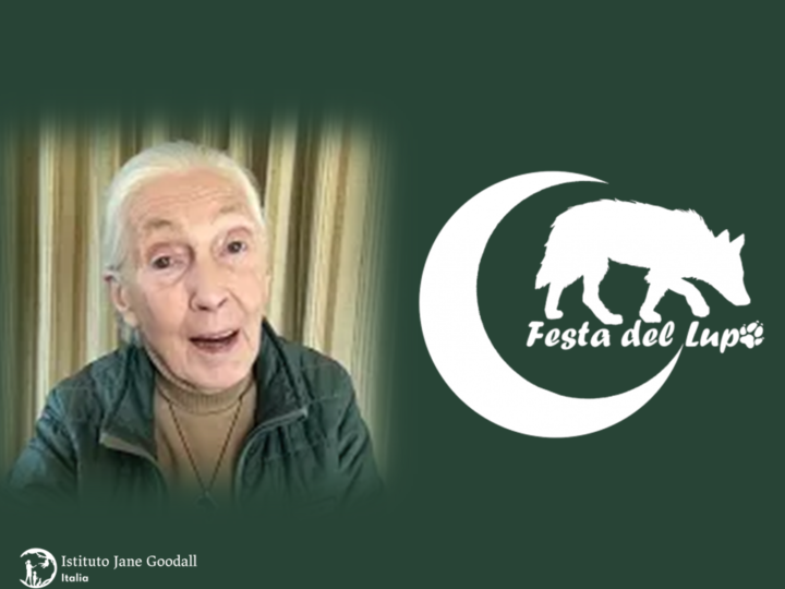 Jane Goodall con ItaliaWildWolf.it alla Festa del Lupo, in difesa del Lupo selvatico