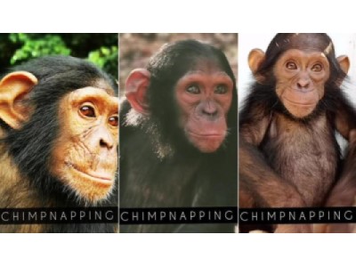 La tratta degli scimpanzé: un triste anniversario