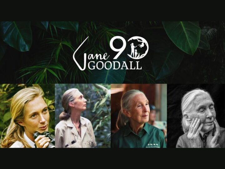 3 aprile 2024: Jane Goodall celebra il suo novantesimo compleanno e ricorda “la speranza è nel fare”
