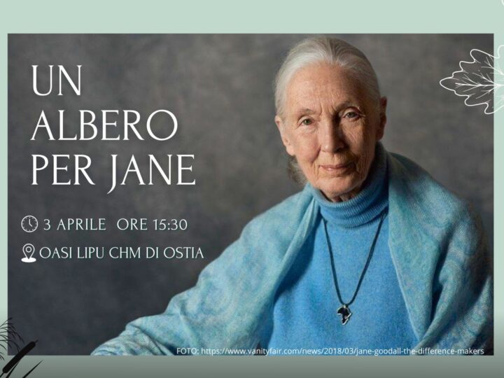Un albero per Jane Goodall: la festeggiamo così