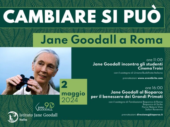 Jane Goodall a Roma per i suoi 90 anni: appuntamento il 2 maggio 2024